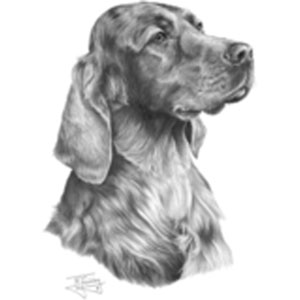 Collegetröja med Irländsk Setter