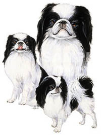 Tygkasse med Japanese Chin