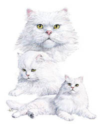 T-shirt i barnstorlek med kattmotiv