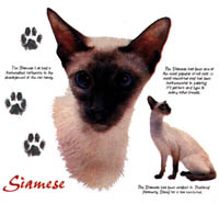 Huvjacka med kattmotiv