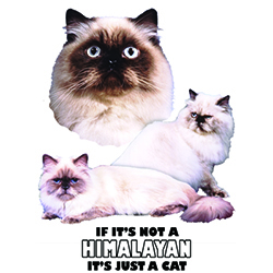 TYgkasse med Himalayan