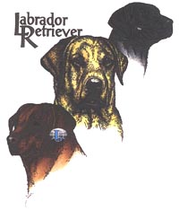 T-shirt med Labrador