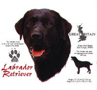 T-shirt med Labrador