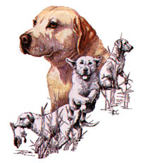 T-shirt med Labrador