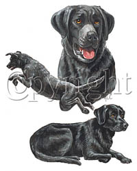 T-shirt med Labrador