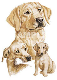 T-shirt i barnstorlek med Labrador