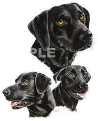 T-shirt med Labrador