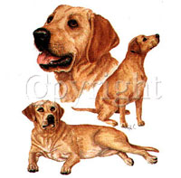 T-shirt med Labrador storlek XL färg vit