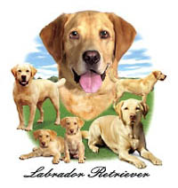 T-shirt med Labrador