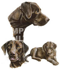 T-shirt i barnstorlek med Labrador