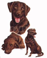 T-shirt med Labrador