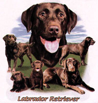 T-shirt med Labrador