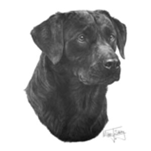 T-shirt med Labrador