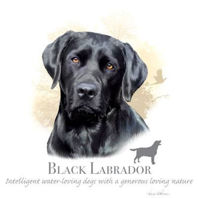T-shirt med Labrador