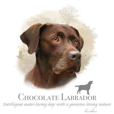 T-shirt med Labrador