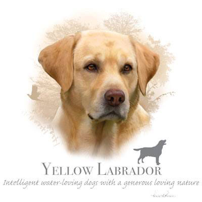 T-shirt med Labrador
