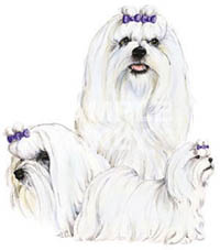 T-shirt med Malteser