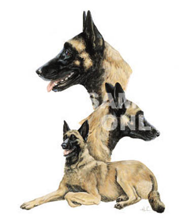 Mini-T-shirt med Malinois
