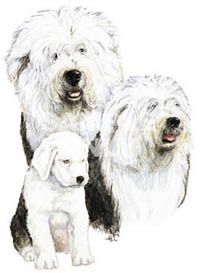 Tygkasse med Old English Sheepdog