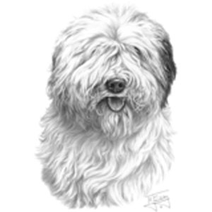 T-shirt med Old English Sheepdog