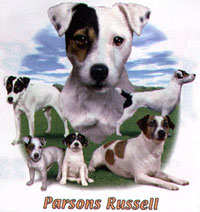 T-shirt med Parson Russell Terrier