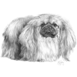 T-shirt med Pekingese