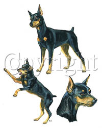 T-shirt med Dvärgpinscher