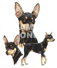 T-shirt med Dvärgpinscher