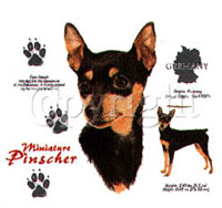 T-shirt med Dvärgpinscher