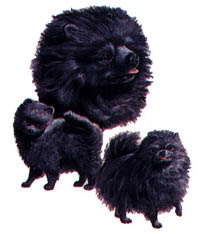 T-shirt med Pomeranian (Dvärgspets)