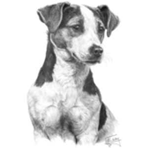 T-shirt med Parson Russell Terrier