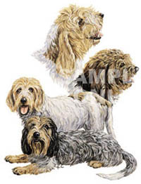 Tygkasse med Petit Basset Griffon Vendeen