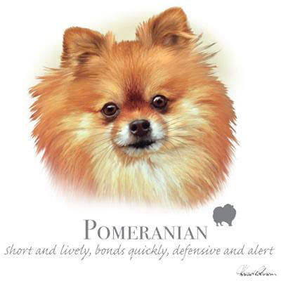 T-shirt med Pomeranian (Dvärgspets)