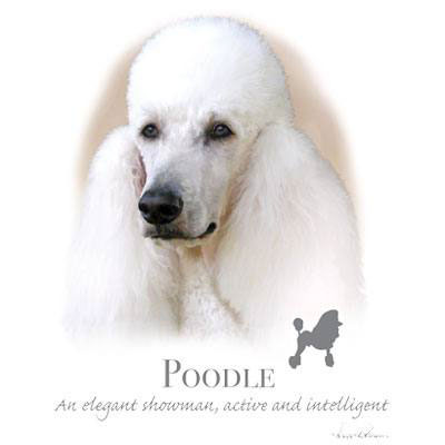 Collegetröja med Pudel