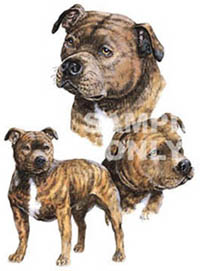 Collegetröja med Staffordshire Bullterrier