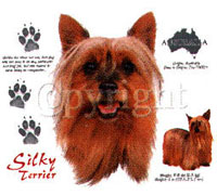 T-shirt med Silkyterrier