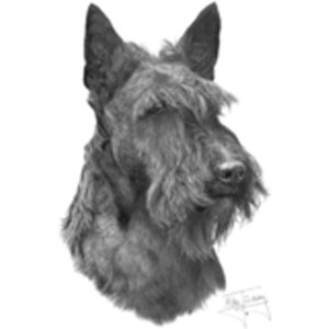 T-shirt med Skotsk Terrier