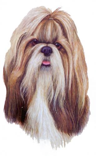 T-shirt med Shih Tzu