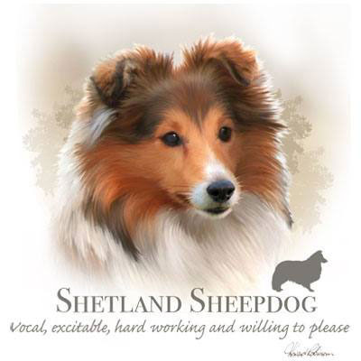 Collegetröja med Shetland Sheepdog