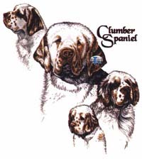 Collegetröja med Clumber Spaniel