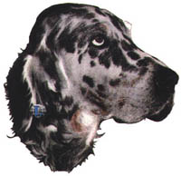 T-shirt med Engelsk Setter