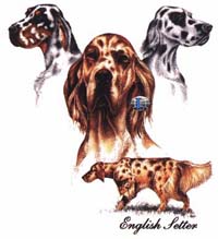 Collegetröja med Engelsk Setter