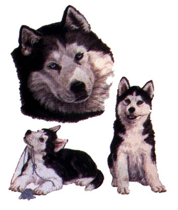 T-shirt med Siberian Husky