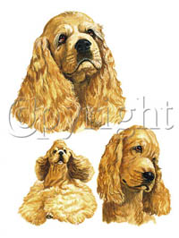 T-shirt med Cocker Spaniel