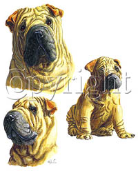 T-shirt med Shar Pei