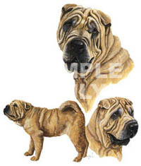 T-shirt med Shar Pei