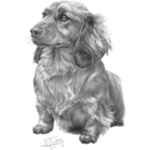 Collegetröja med Tax