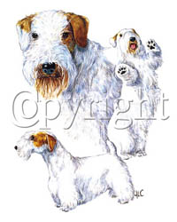T-shirt med Sealyhamterrier
