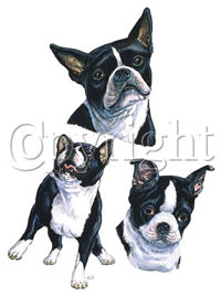 T-shirt med Bostonterrier