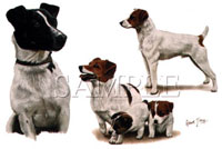 T-shirt med Jack Russel Terrier